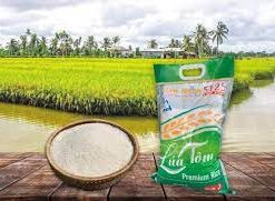 Gạo lúa tôm